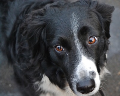 springer border collie mix