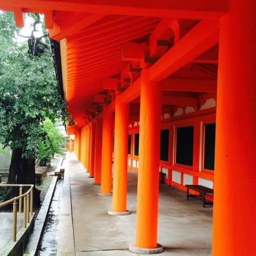 「 平和な 」 #あの時 #花 #日本 #旅行 #フィルターなし #寺院 #memories #latergram #japan #japanesetemple #memoriesofatrip #v