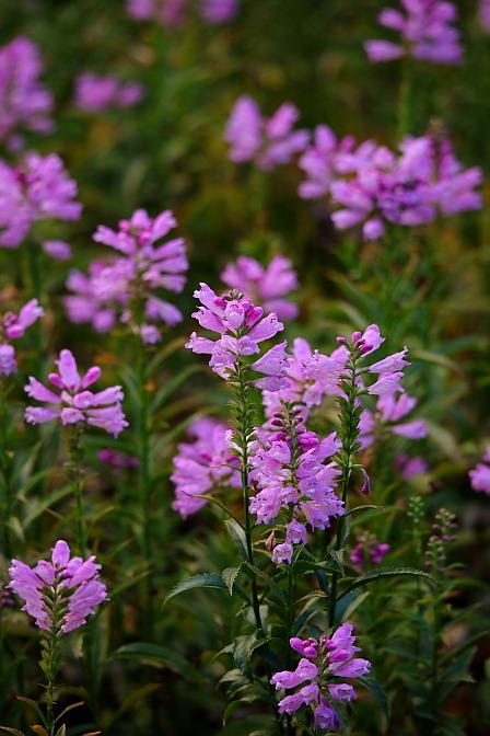 False Dragon Head, Obedient plant / Gelenkblume (Physostegia virginiana)