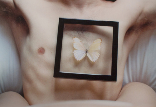 stethingdave:Butterflies in the Heart