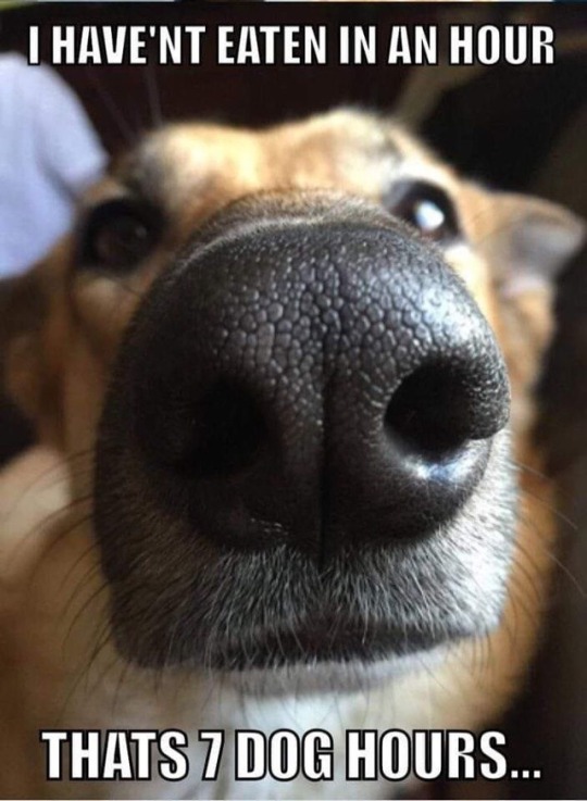 devilishkittten: My dog….😁😁😁😁 