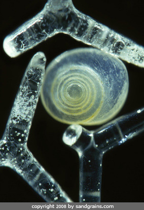 odditiesoflife:  Tiny Grains of Sand Magnified 100-300 Times Who knew sand could look so incredibly colorful and unique? Gary Greenberg, that’s who, whose incredible macro photography techniques reveal each grain of sand to be a kaleidoscope of color