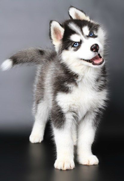 aww-so-pretty:  husky lover