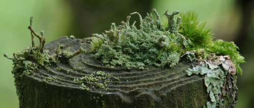 theplantqueer: wild-e-eep: Lichen Islets #FencepostOfTheWeek [ID: a close-up of the top of an old wo