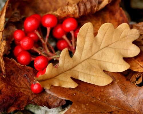 crisp-season:Autumn leaves~Haunted trees