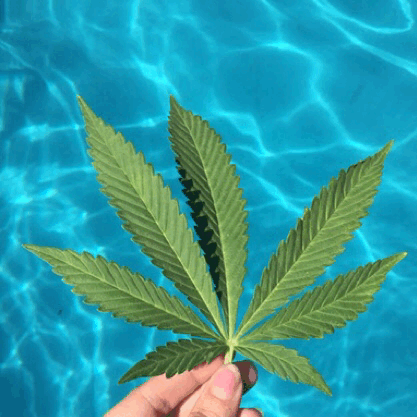 sativa-mermaid:  Babe picked me a leaf while I was swimming 😊 