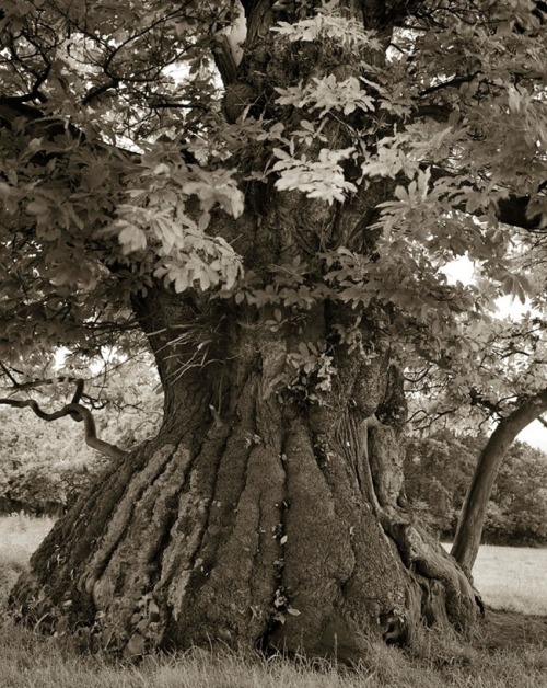 universal3love:maxitendance:  The Most Spectacular Living Monuments of the Earth photographed by Beth Moon    Just magnificent!