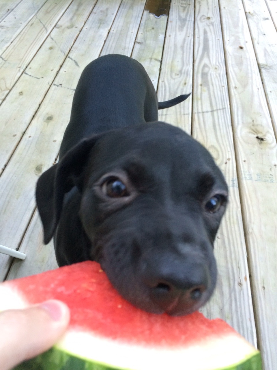 babybluesuv:  royonfire:  I present to you a puppy eating watermelon.  I can’t