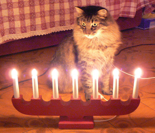 mostlycatsmostly: Hanukkater ;-) a (by AnnAbulf)