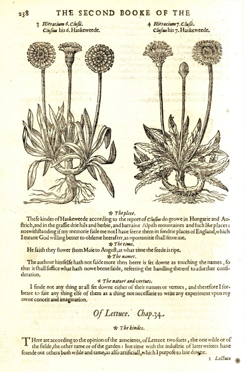 Science Saturday: Gerard’s HerballAmong our favorite books in the collection is the 1597 first
