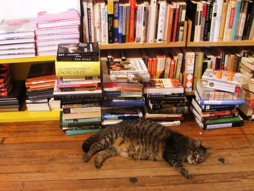 Bookstore Cat, Brooklyn  (by nobara)