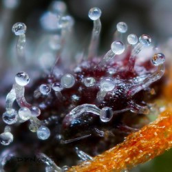 weedporndaily:  Lovin’ Cup Trichomes at 10x magnification…  by @dynastygenetics