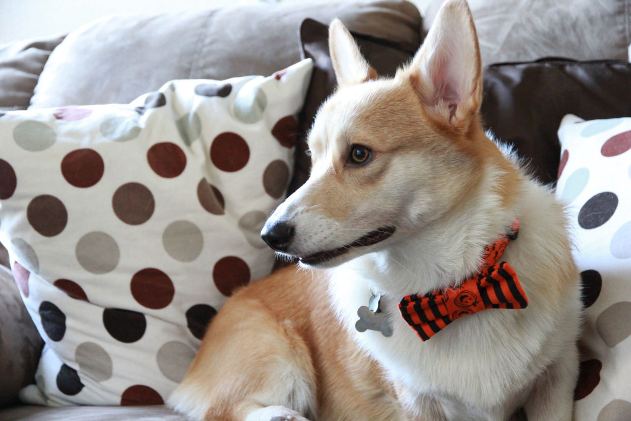 Literary Corgis