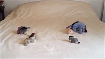 sizvideos: Ozzy the Weasel chooses wisely his new best friend Video 