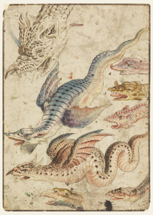 artistsanimals:Title: Studies of a DragonOrigin: ItalyDate: Ca. 1560-1600Medium: watercolor, pen and