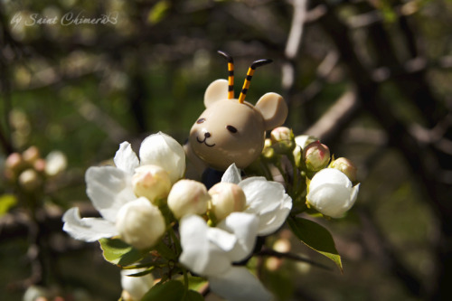 saintchimera: Spring, flowers, kumahachi. He’s sooo cute. ♡＼(￣▽￣)／♡