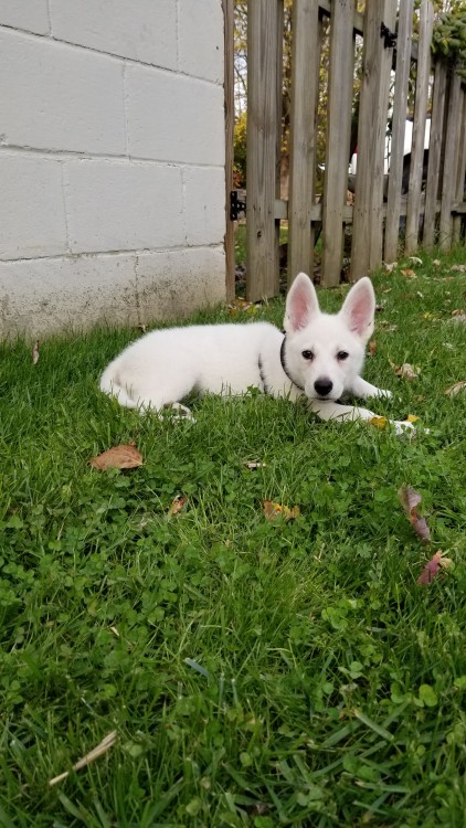 katiiie-lynn:Took sweet little Astrid on a mini roadtrip with me today. Had my parents