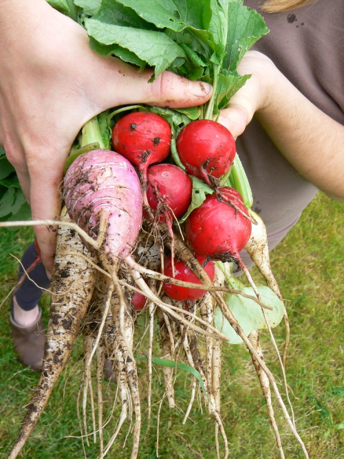 Sora Radish and &ldquo;Orchard Radnip&rdquo; (as I&rsquo;m calling them) harvest. The purple one app