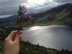 sapleaf:  This place is beautiful and there’s heather everywhere 