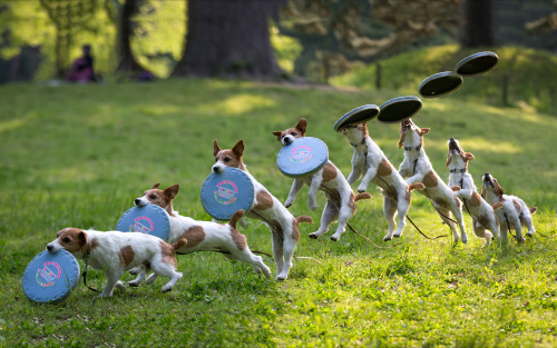 Fonte : www.eskipaper.com - dog frisbee catch , via tinamotta.tumblr.com