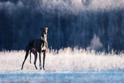 annapo-shmmm:Greyhound by Anna Tyurina