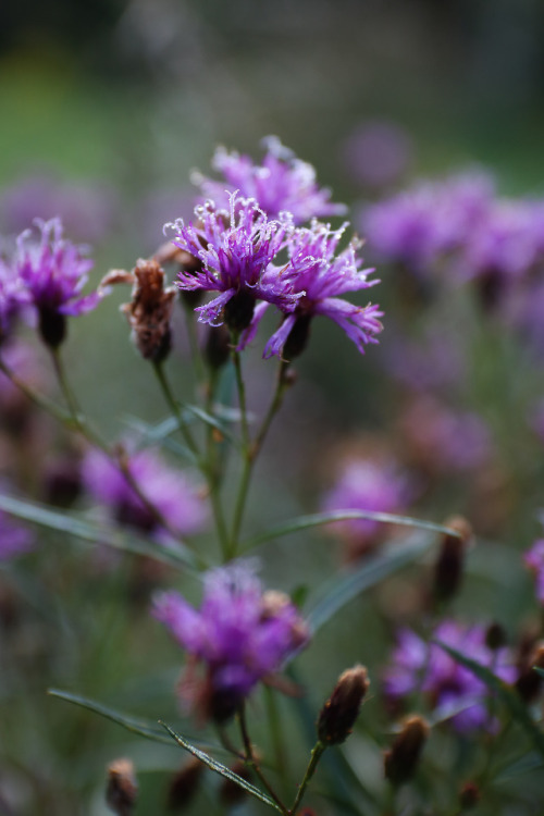 A few flowers for the bumble’s on this September morning.  Early September - Catharpin, Virginia