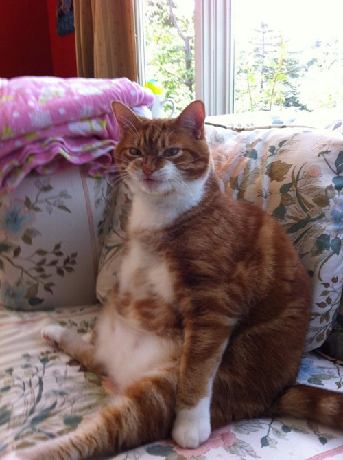 tastefullyoffensive:  Cats Sitting Like Humans [x]Previously: Cats Wearing Animal Hats 