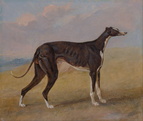 Turk, a Greyhound, the Property of George Lane Fox, George Garrard, 1822