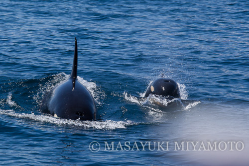 Various photos of Japanese Orca in the Nemuro Straight and Sea of Okhotsk by Masayuki Miyamoto.