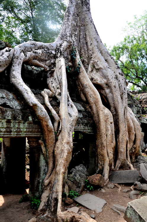 Ta Prohm - The Tomb Raider Temple - Angkor, Cambodia