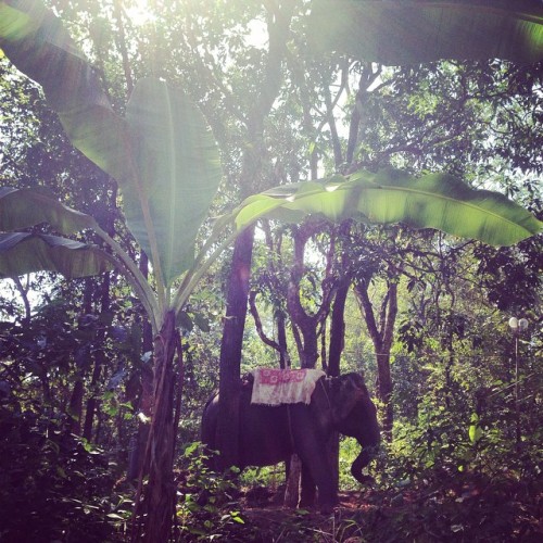wheredoyoutravel:  Elephant in the jungle/ via Instagram ift.tt/1ut2CSN