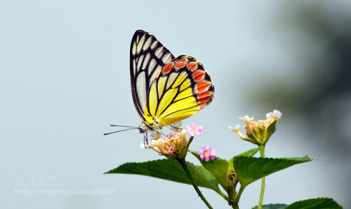 Sweetie Lantana by knpandit2003