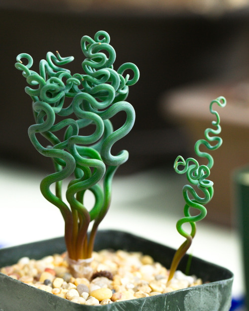 a-singer-of-songs:avariea:madsciences:geekgirlsmash:coolthingoftheday:This is a plant from the genus