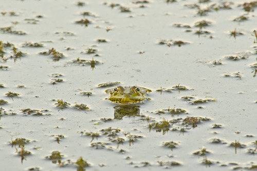 Marsh frog in Bourgoyen nature reserve, Ghent, Belgium