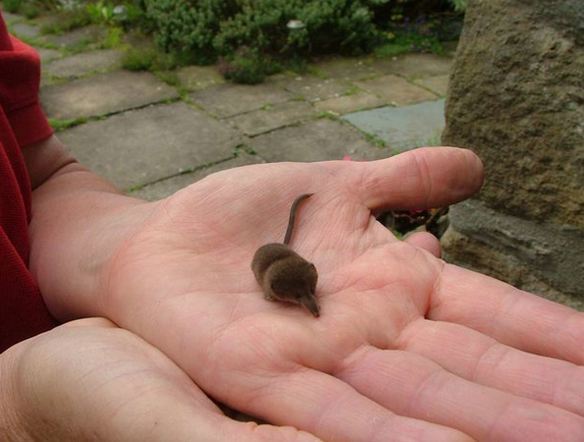 The Etruscan shrew (Source: http://ift.tt/1ixeRzv)