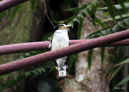 Silver-breasted broadbill.Bukit Tinggi.