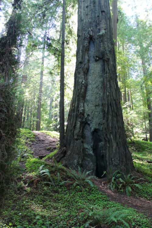 quiet-nymph: ◈ Redwood photography by Michelle N.W. ◈ ◈ Print Shop ◈ Blog ◈ Flickr ◈ ◈ Please do not