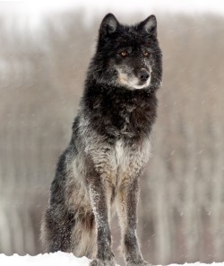 Beautiful-Wildlife:  The Sentinel By David Bolin Black Yellowstone Wolf In Winter.