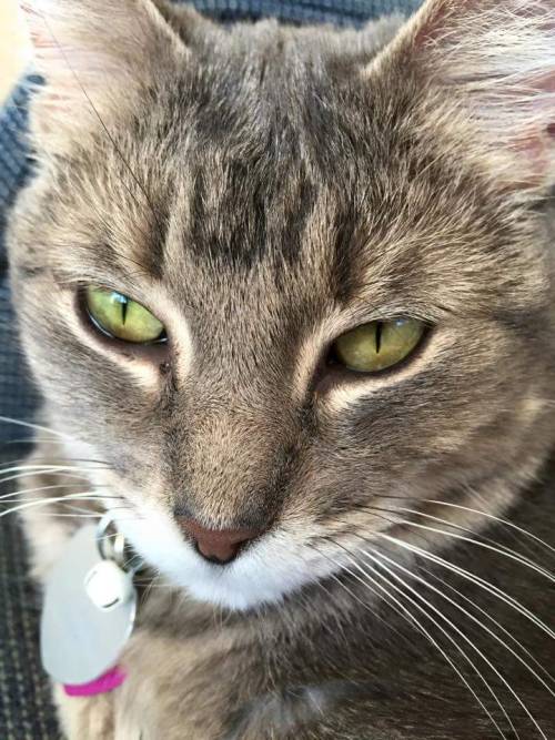 kitten-pictures:Franny’s CloseupKitty pretty!Looks like my Bagel!