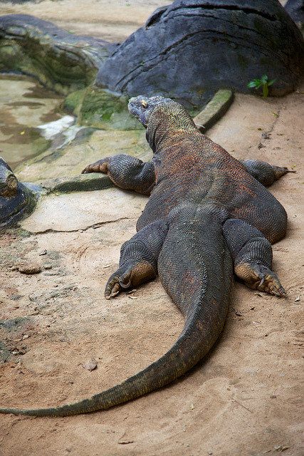 foxmccloud:  thepredatorblog:  Hey chubby (by jmoravec)  this guy is boyfriend material