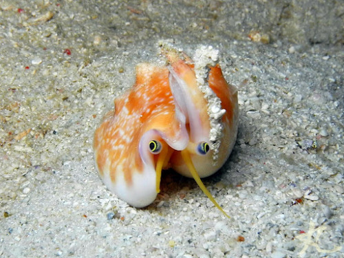 libutron:Vomer Conch | ©BlogieA curious Strombus vomer (Gastropoda - Strombidae) photographed at abo