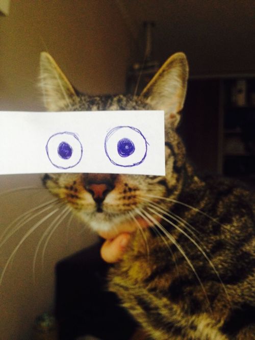 asylum-art:  Fake Cartoon Eyes for Cats Make Everything Better  Via:  kotaku Japanese Twitter users have started a new photo trend called ‘neko montaaju’ (aka ‘cat montage’) that has cat owners turning their feline friends into facially expressive