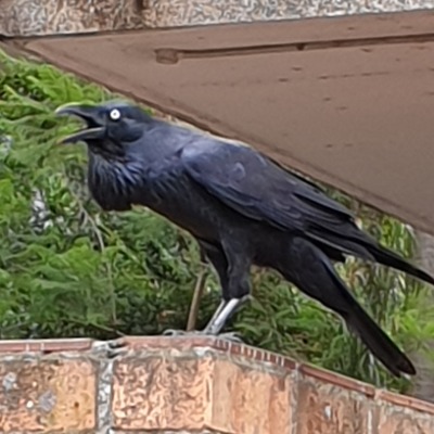 voidbirds:Watch this Raven have a crisis with me 