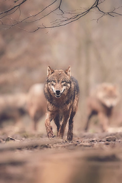 ikwt:  Wolf (René Unger) | ikwt 