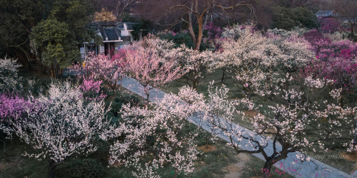 梅花山meihuashan, nanjing, jiangsu province by 影像视觉杨