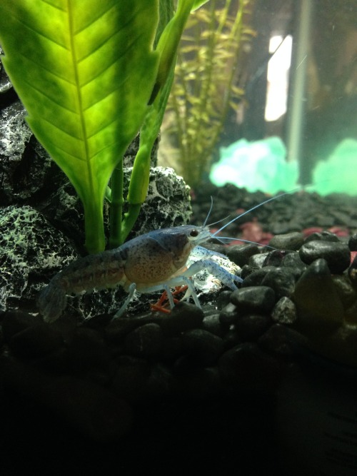 psi-mon:Our crayfish molted for the first time this weekend! (Y)..(Y) 