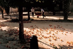 ouilavie:  Stuart Franklin. Spain. Oranges on the floor. 1999. 