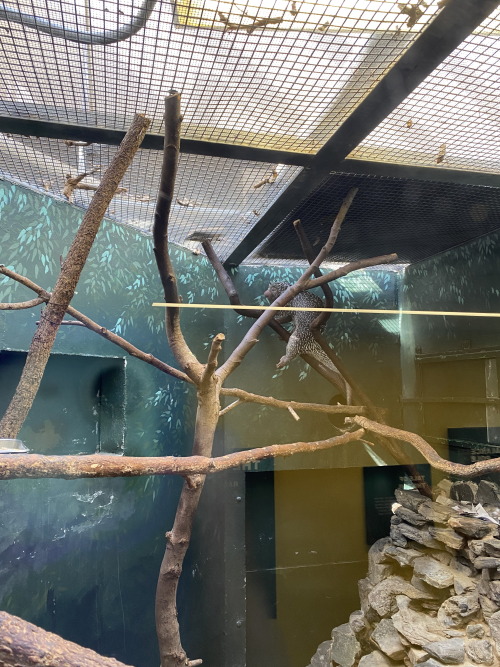 Prehensile-tailed porcupines at the Smithsonian National Zoo in Washington D.C.