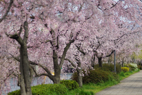 by  Nobuhiro Suhara