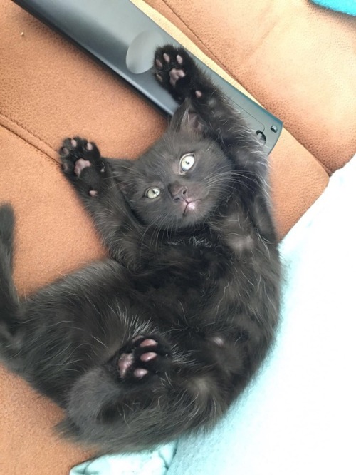 Look at the paws